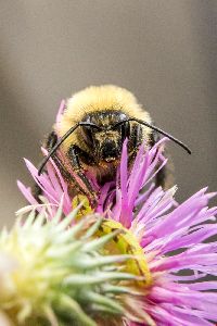 Bombus vagans image