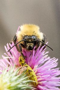 Bombus vagans image