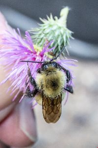 Bombus vagans image