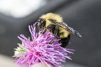 Bombus vagans image