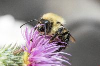 Bombus vagans image