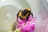 Bombus fervidus image