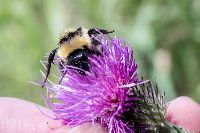 Bombus fervidus image