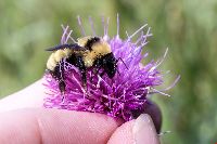 Bombus fervidus image