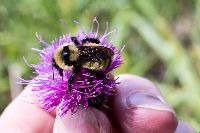 Bombus fervidus image