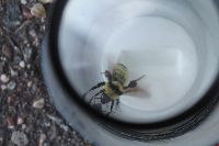 Bombus fervidus image