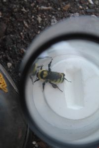 Bombus fervidus image