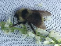 Bombus flavidus image