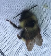 Bombus flavidus image