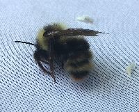Bombus flavidus image