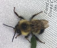 Bombus vagans image