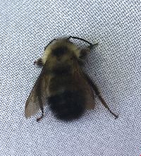 Bombus vagans image