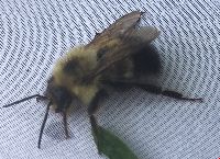 Bombus vagans image
