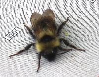 Bombus flavidus image