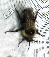 Bombus flavidus image