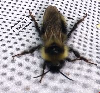 Bombus flavidus image