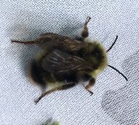 Bombus flavidus image