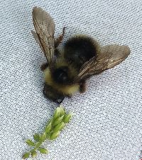 Bombus flavidus image