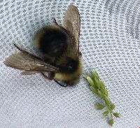 Bombus flavidus image