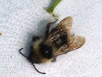 Bombus flavidus image