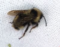 Bombus flavidus image