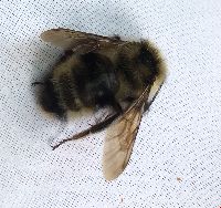 Bombus flavidus image