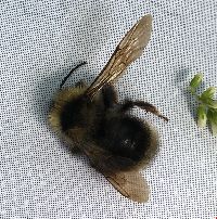 Bombus flavidus image