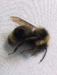 Bombus flavidus image