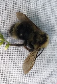Bombus flavidus image