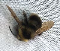 Bombus flavidus image
