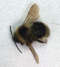 Bombus flavidus image