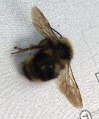 Bombus flavidus image
