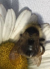 Bombus flavidus image