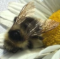 Bombus flavidus image