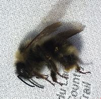 Bombus flavidus image