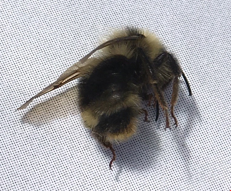 Bombus flavidus image