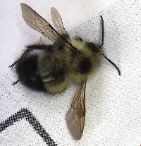 Bombus vagans image