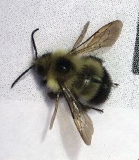 Bombus vagans image