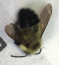 Bombus vagans image