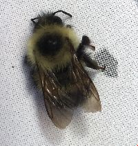 Bombus vagans image