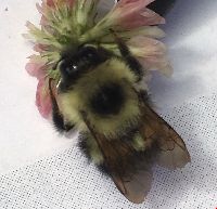 Bombus vagans image