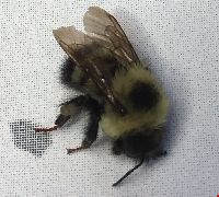 Bombus vagans image