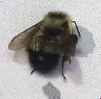 Bombus vagans image