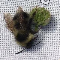 Bombus vagans image