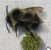 Bombus vagans image