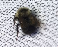 Bombus vagans image