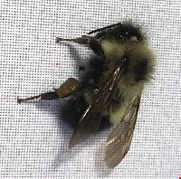 Bombus vagans image
