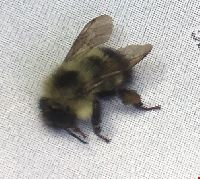 Bombus vagans image