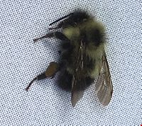 Bombus vagans image
