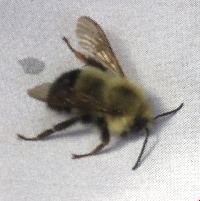 Bombus vagans image